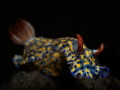   Hypselodoris Nudibranch  